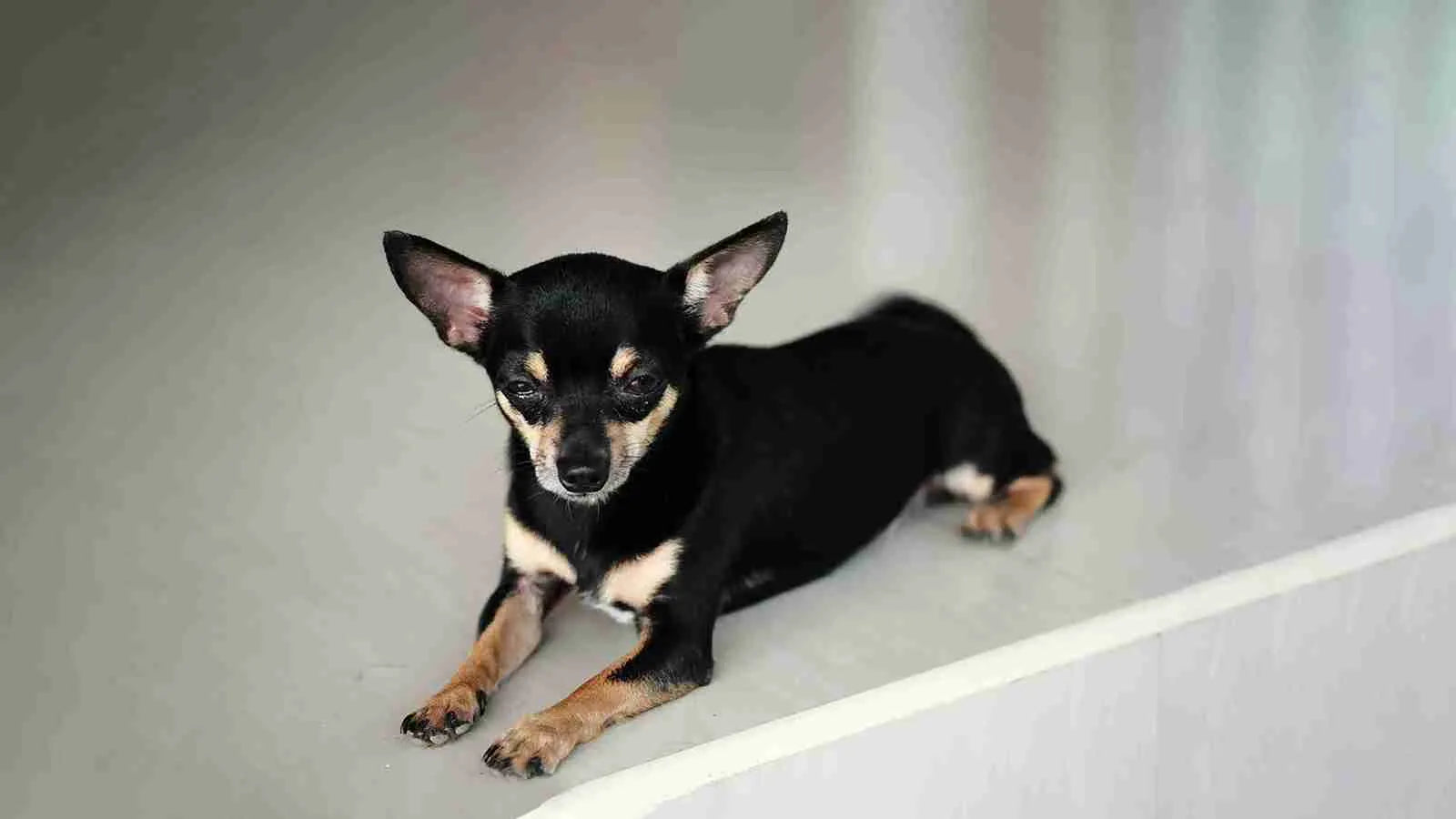 black-chiweenie-sitting-on-floor