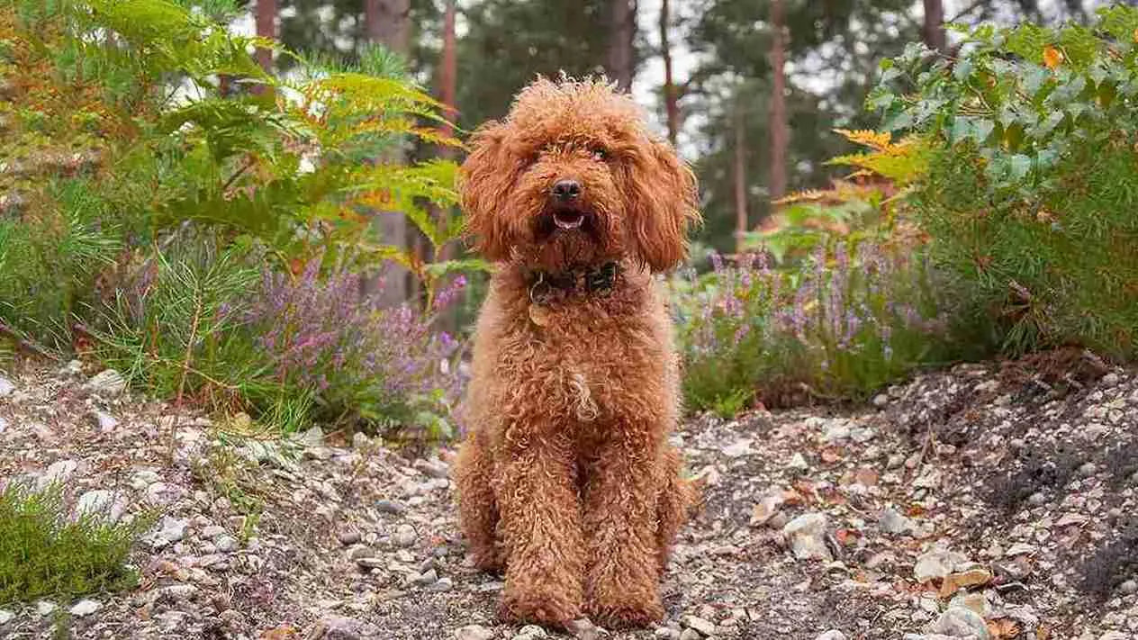 Cockapoo-Dog-sitting-in-jungle