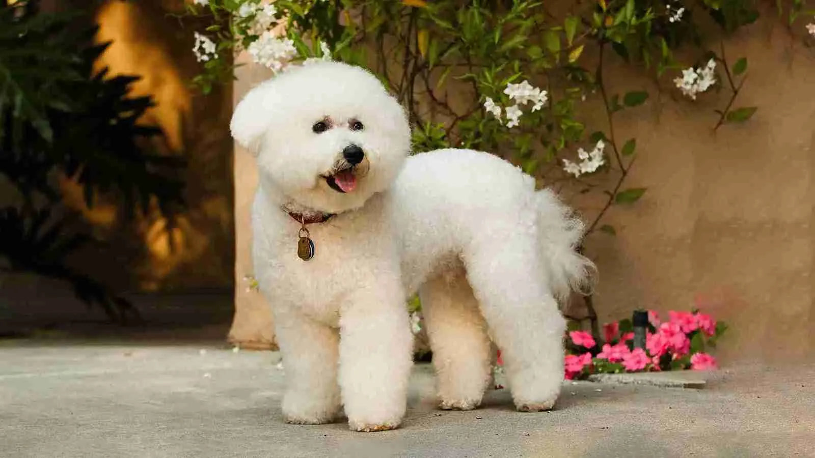 Maltipoo-standing-on-floor