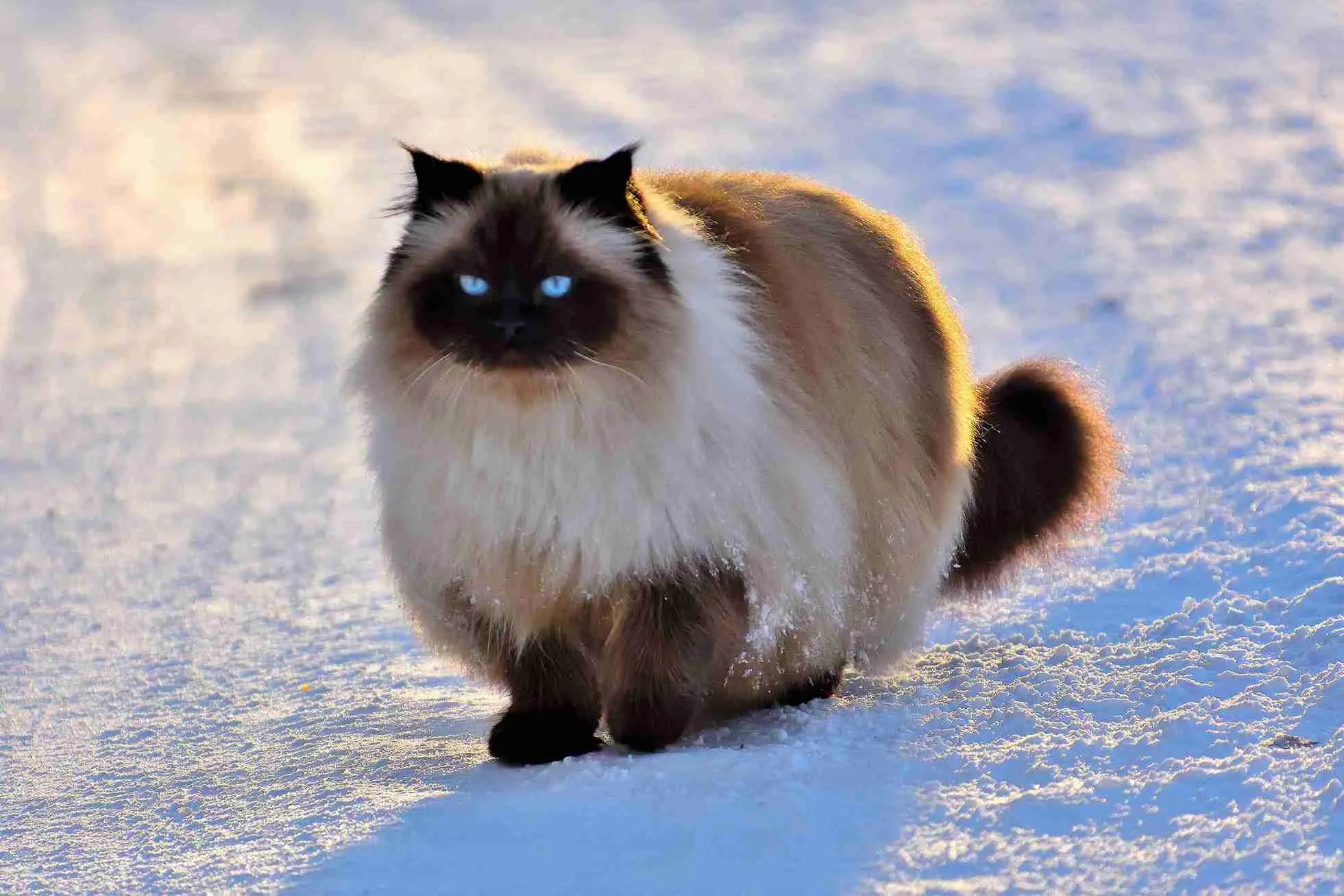 Snowshoe-Cat-sitting-on-snow
