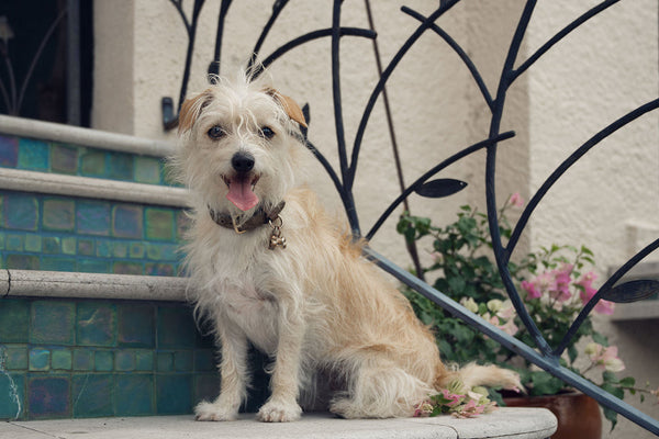 Meet Stevie Licks: The Extraordinary 6 Breed Mix Dog