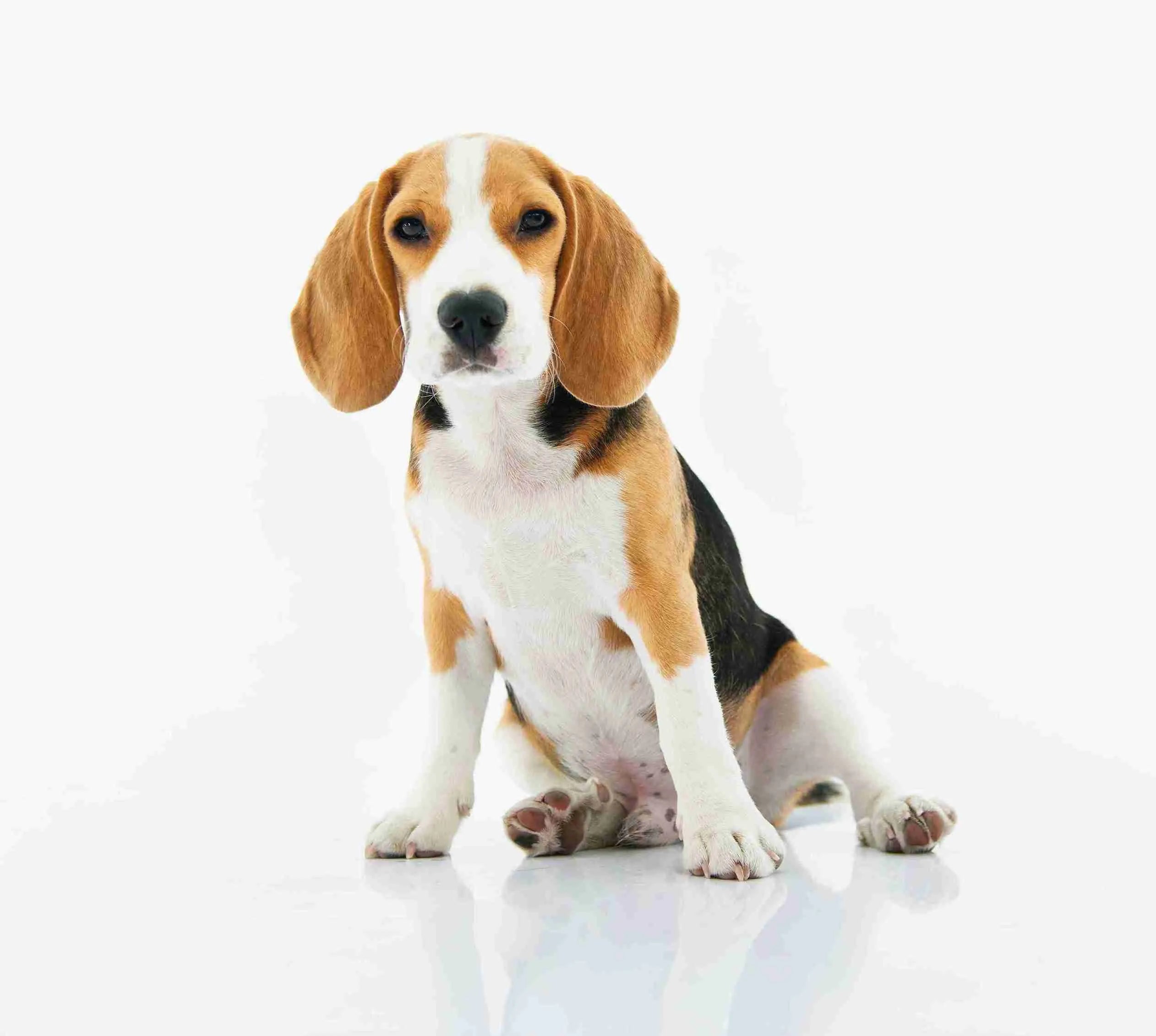 beagle-dog-sitting-with-white-background