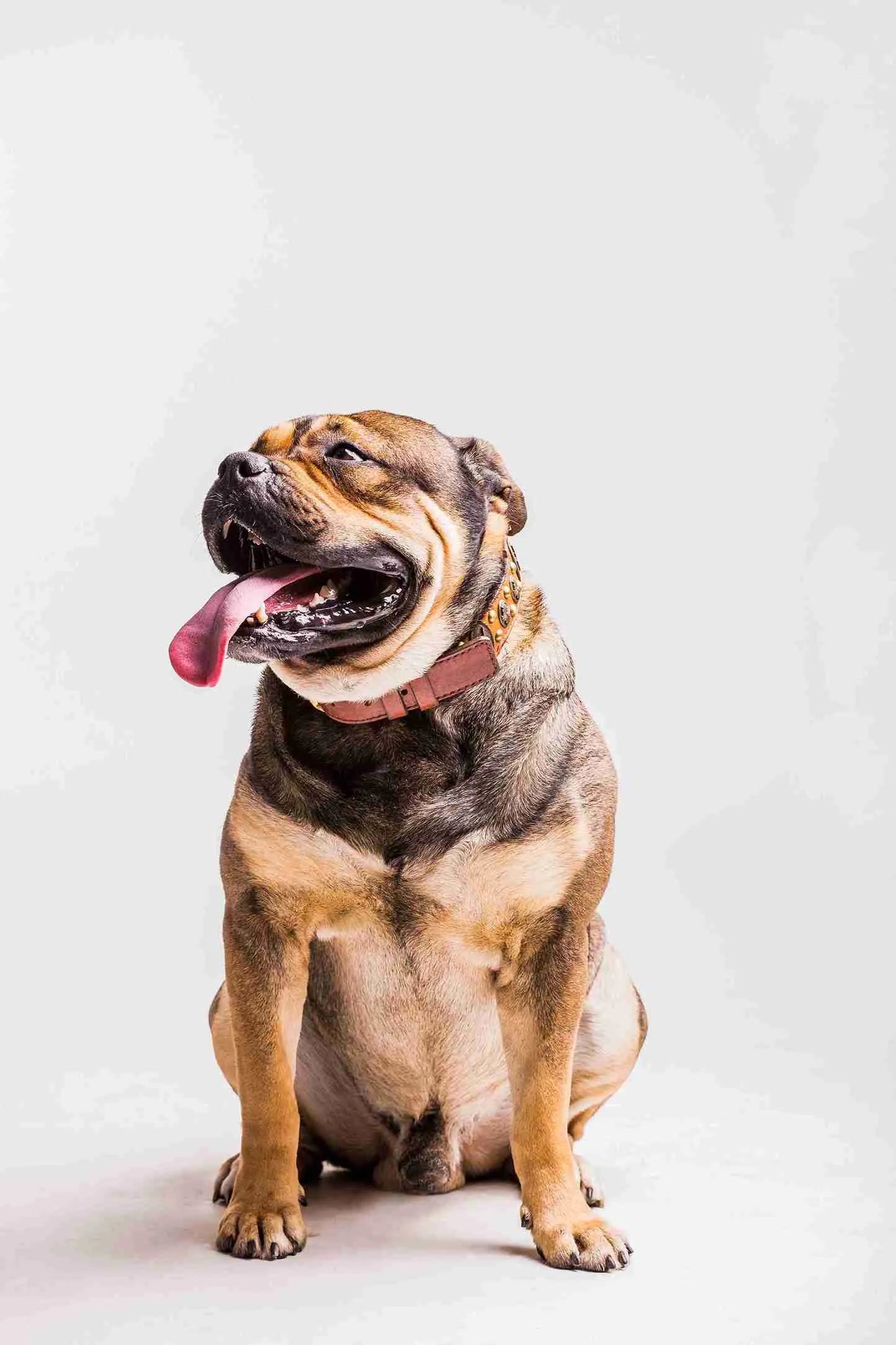 bulldog-with-its-long-tongue-out-against-white-background