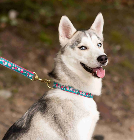 Husky wearing Cherry Blossom collar and leash