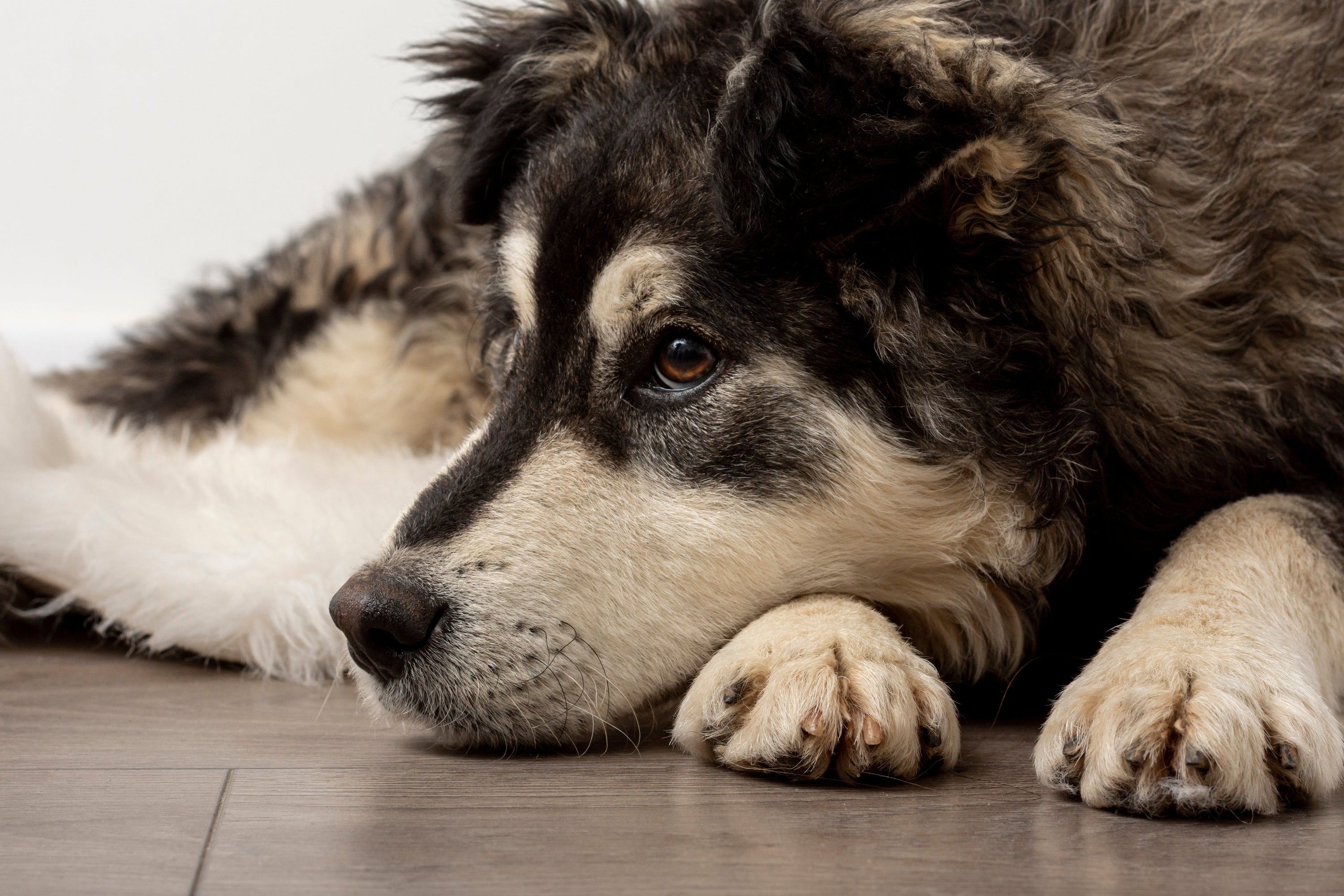 cute dog lying on floor