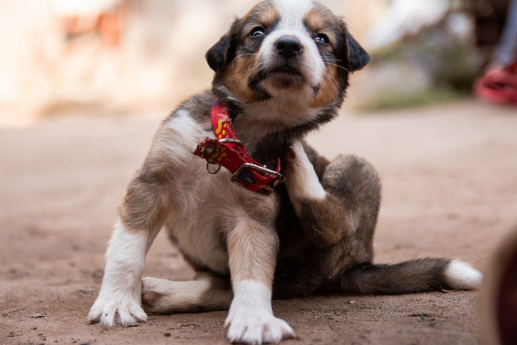 cute dog scratching
