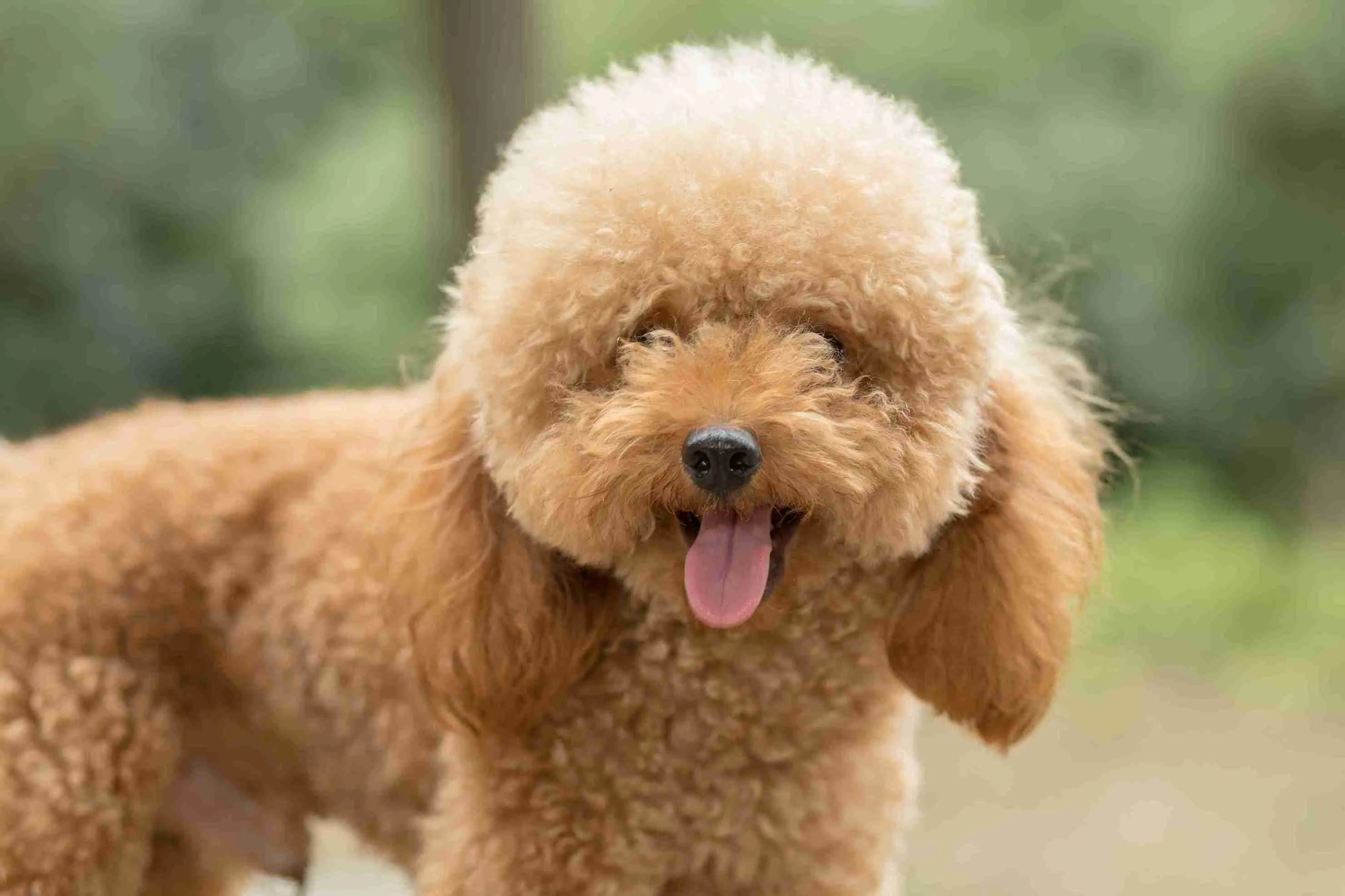 poodle-dog-grassy-field