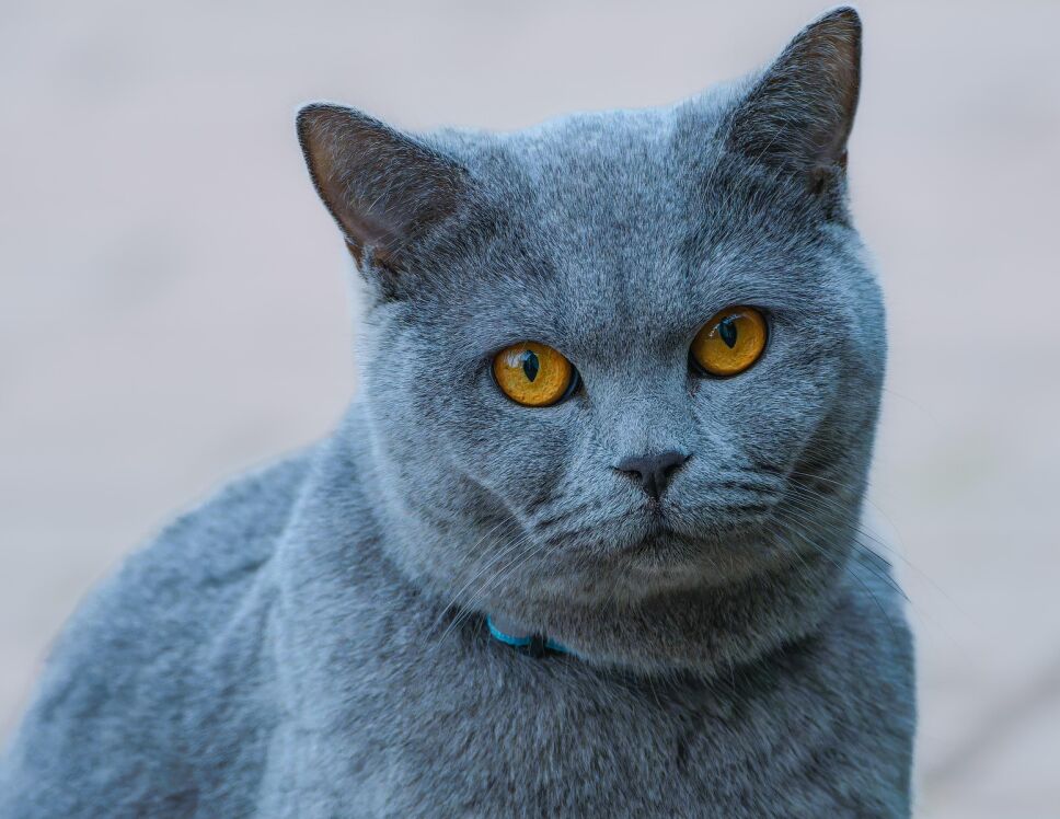 black cat with orange eyes