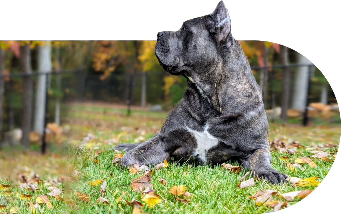 Cane Corso named Maximus on grass