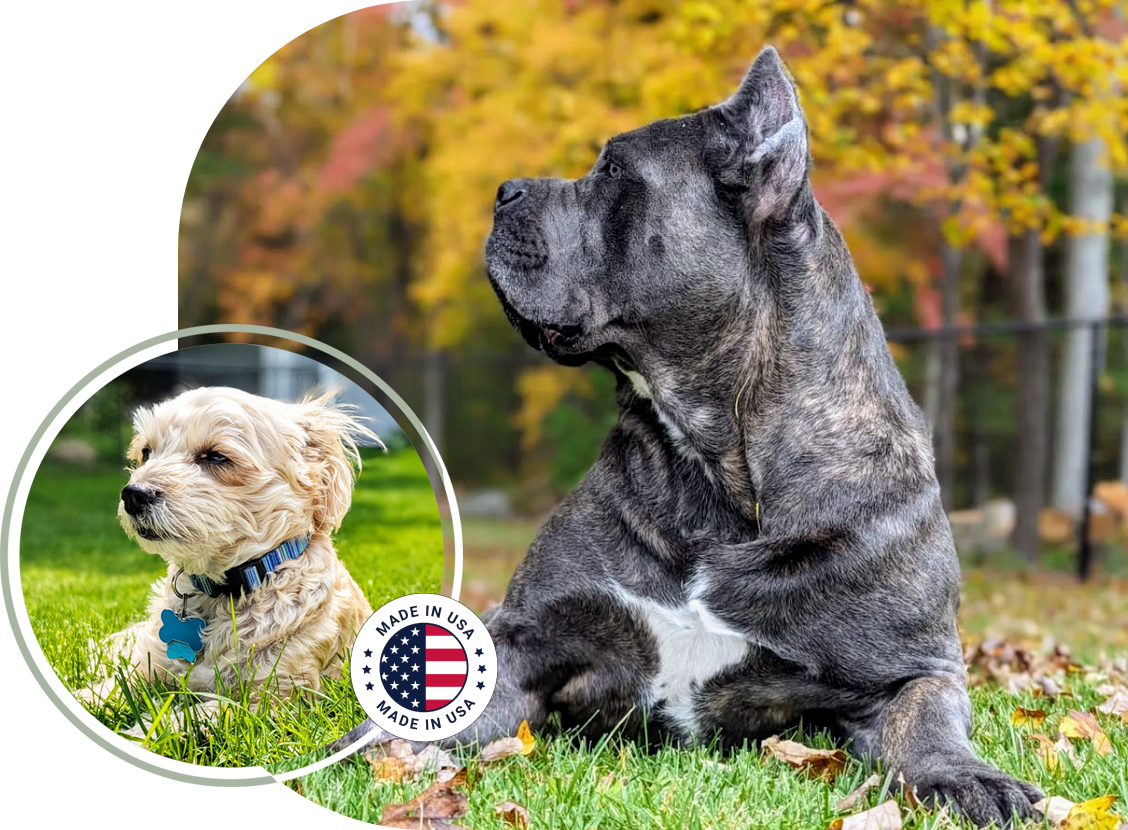 Two dogs sitting on grass with a 'Made in USA' badge in the corner.