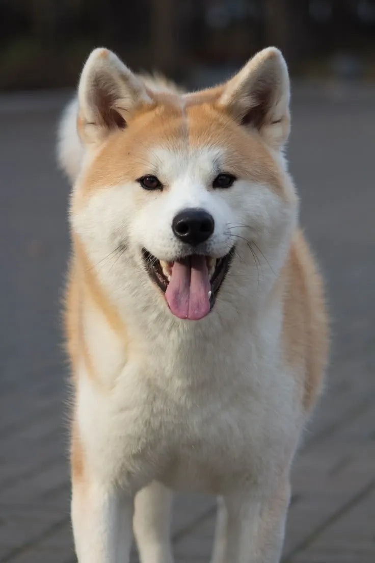 Akita dog Standing with tongue out