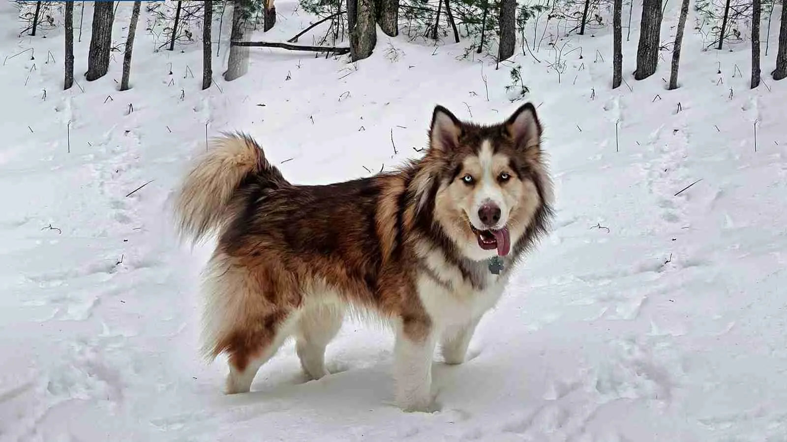alusky-standing-on-snow-with-his-tongue-out