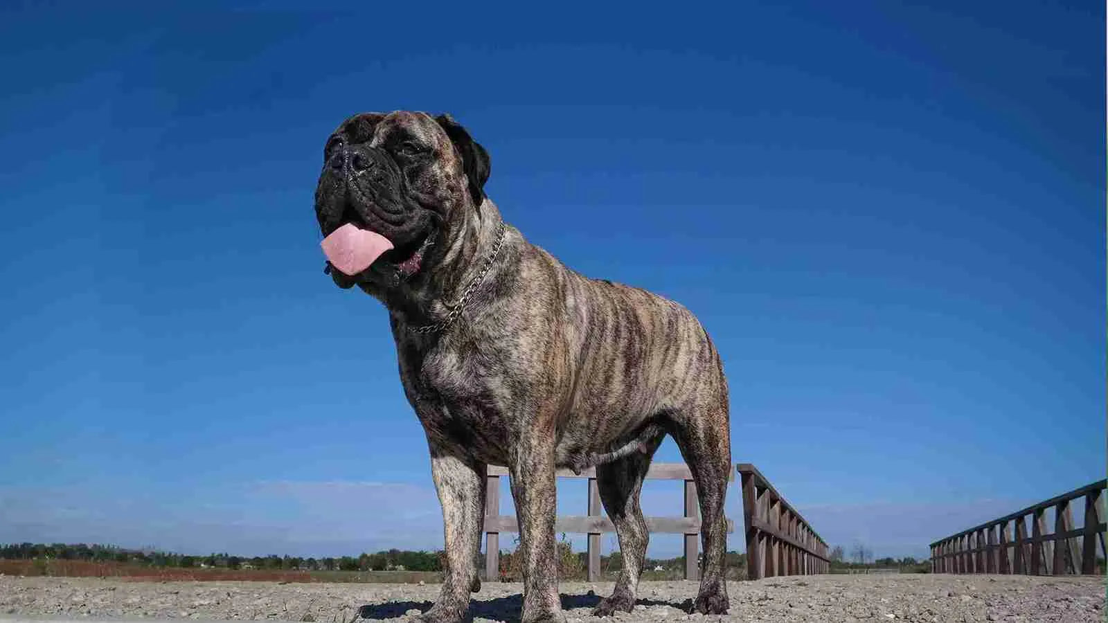 american-bandogge-mastiff-standing-on-rocks