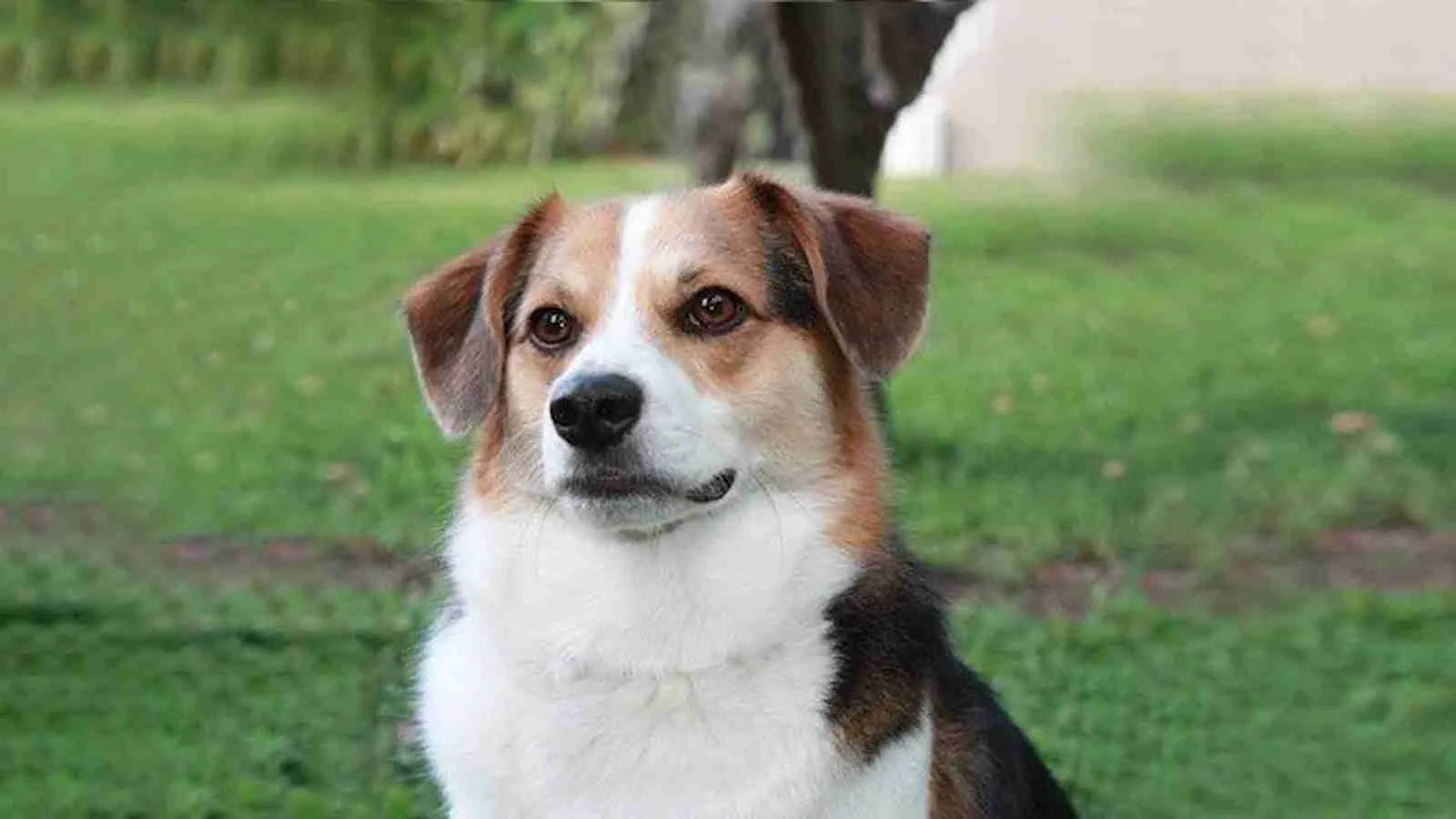 American Eagle Dog