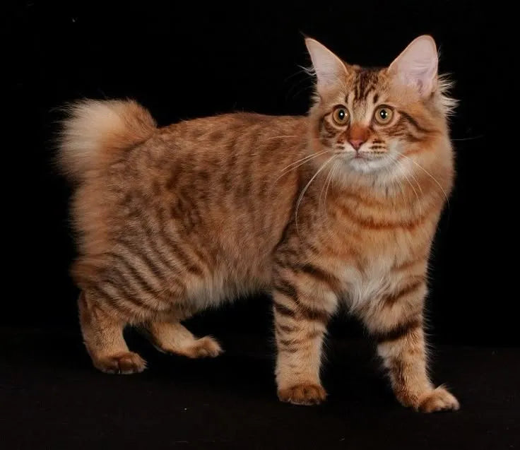 american-bobtail-kitten-standing