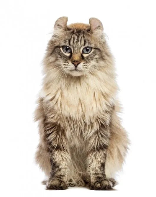 American-Curl-Cat-standing-on-white-background