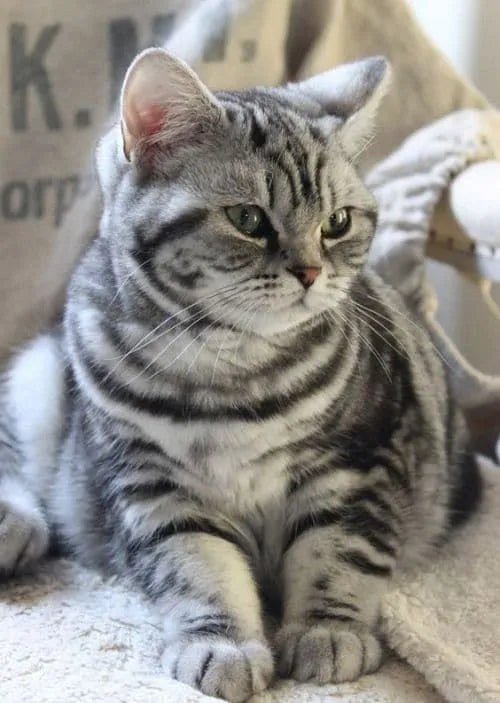 american-shorthair-grey-​on-sofa