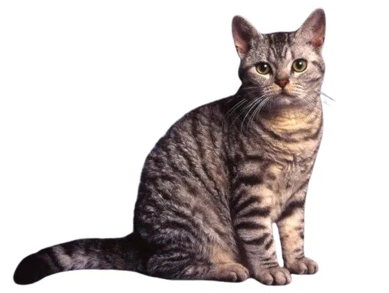 Wire-coated-cat-breed-sitting-on-white-background