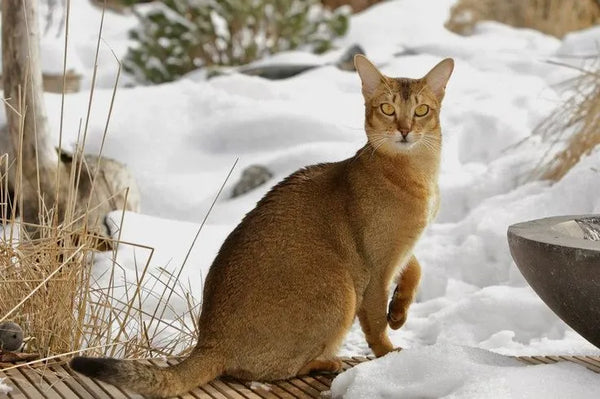 Chausie Cat