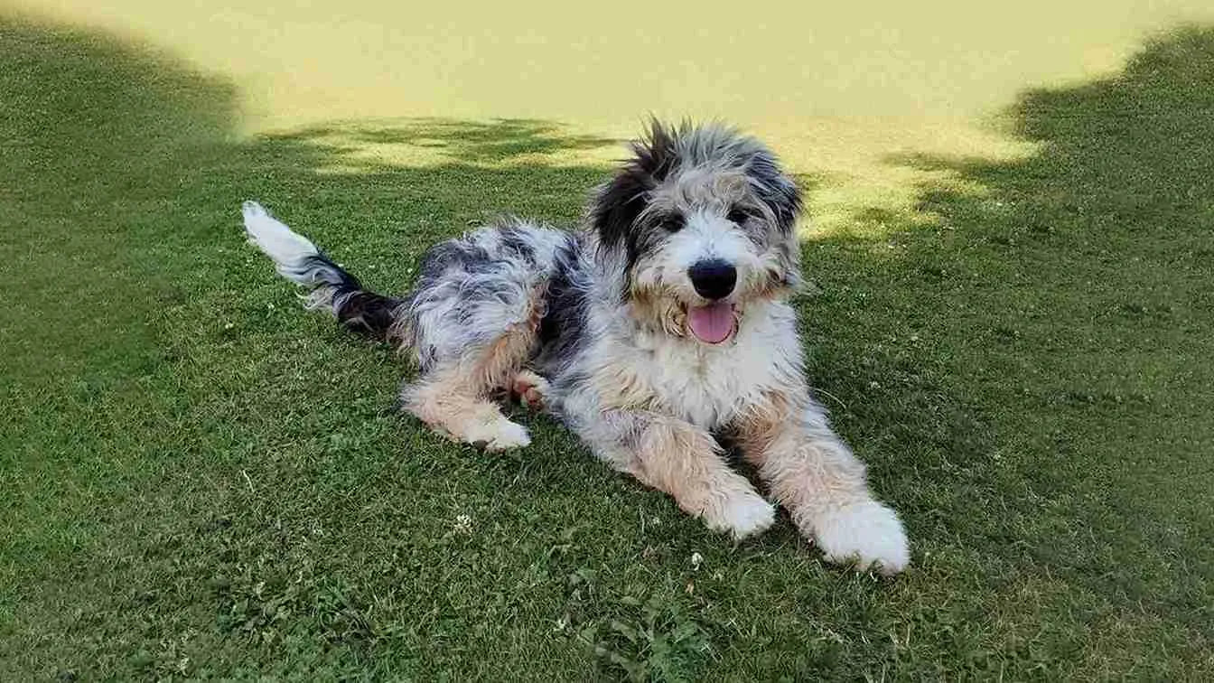 Aussiedoodle-sitting-on-grass