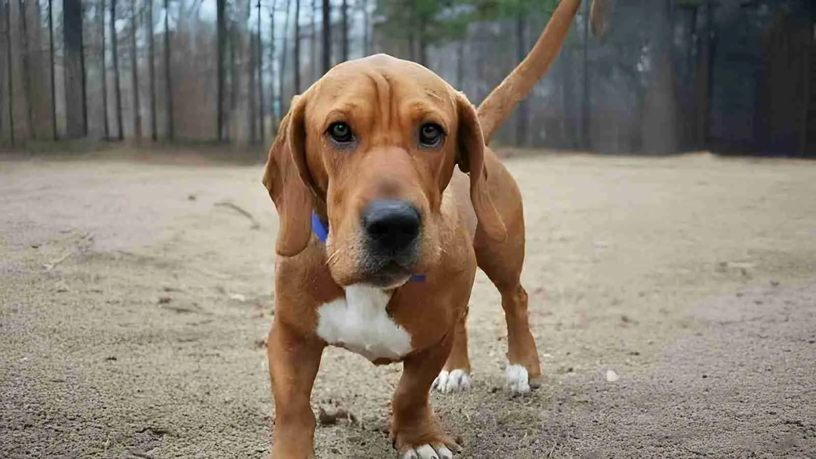 Top 5 Overlooked Benefits of American-Made Dog Beds for Aging Pets