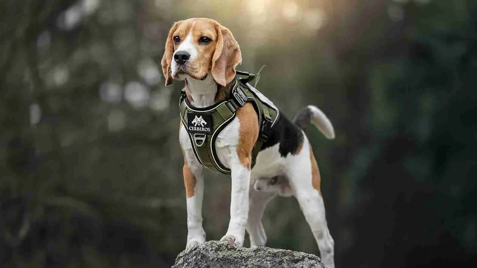 bagle-hound-dog-standing-on-a-rock
