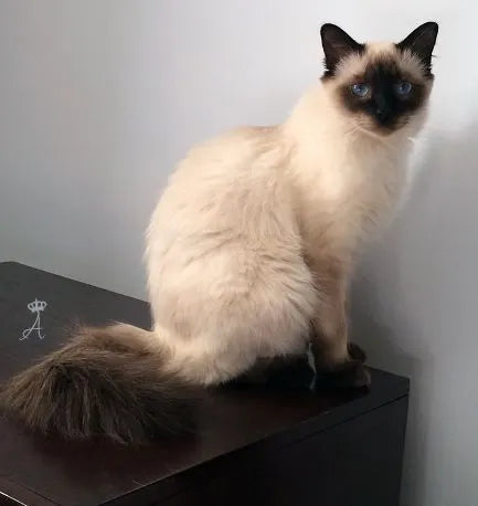Balinese-Cat-sitting-on-table