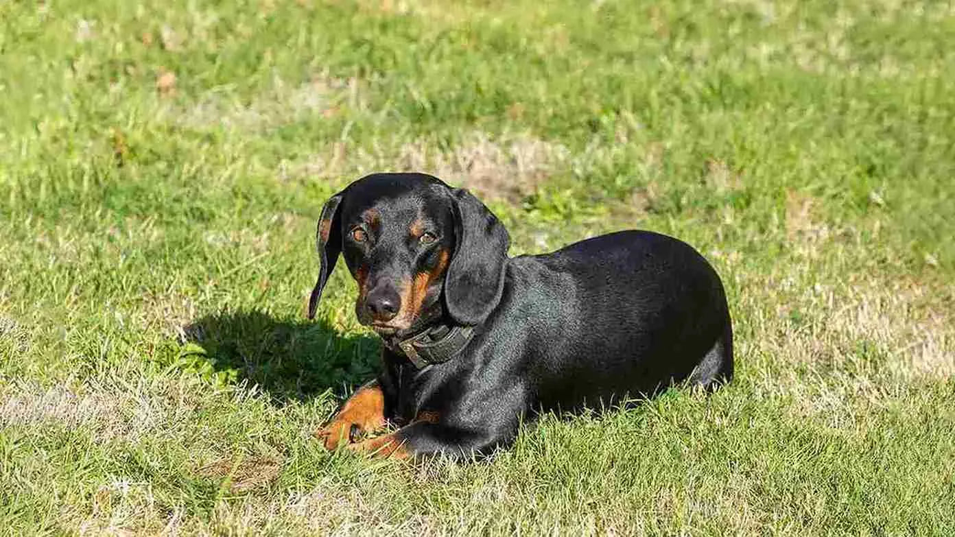 bassador-sitting-on-grass