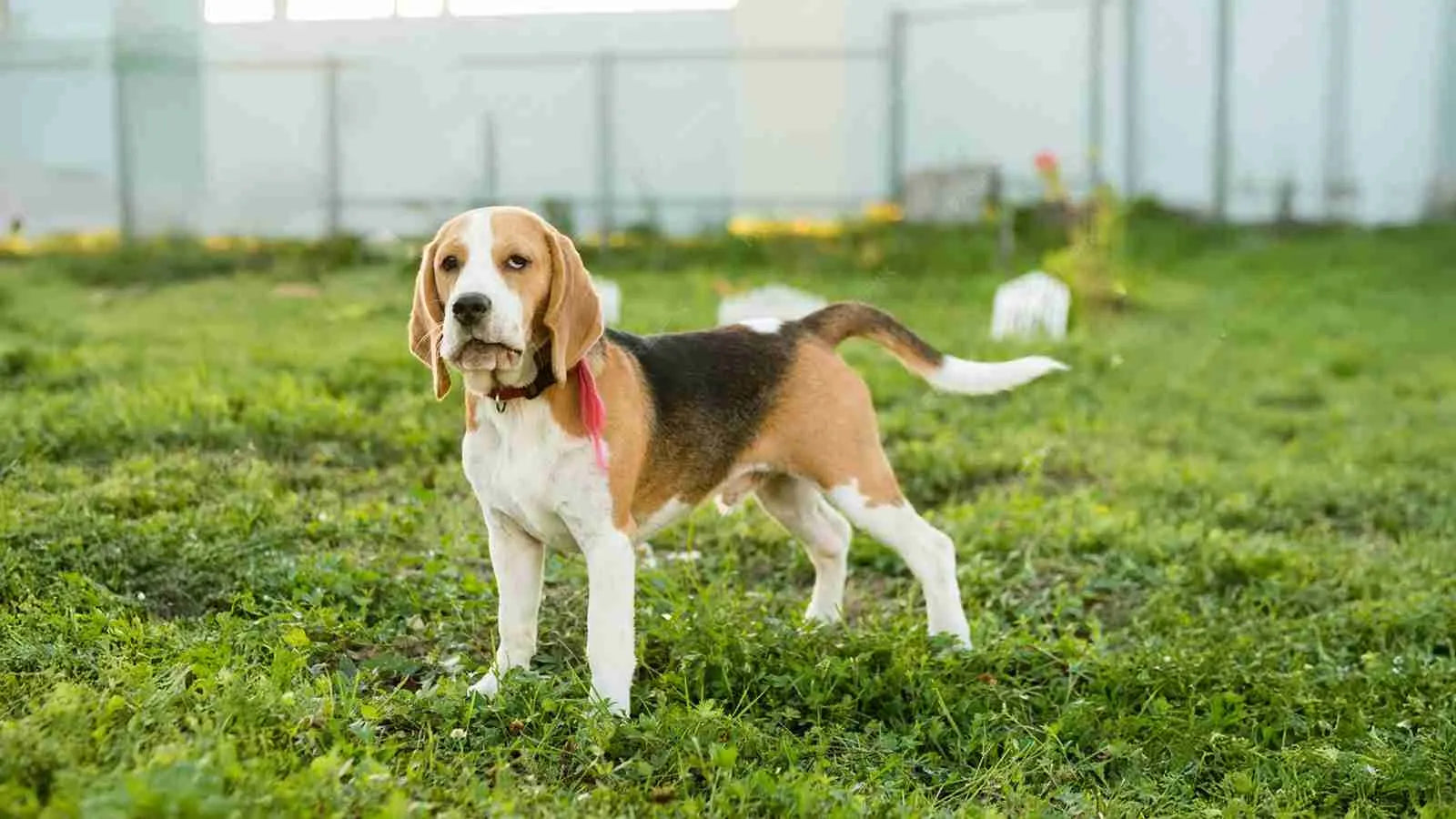 beaglier-standing-on-grass