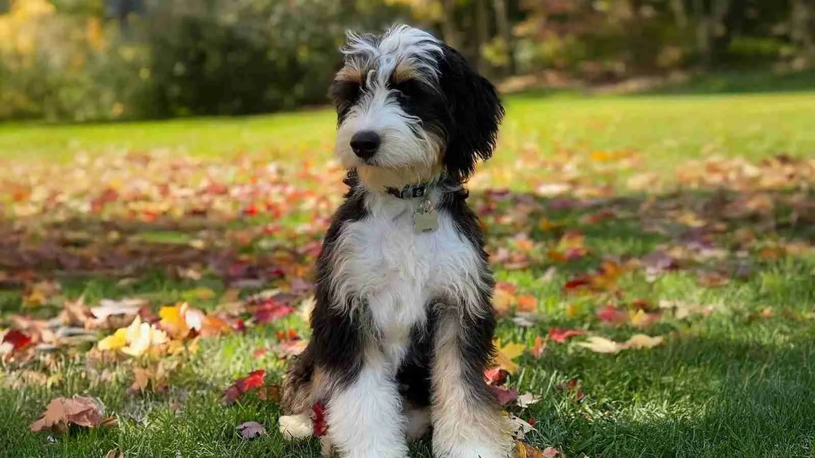 mini-bernedoodle​-standing-on-grass