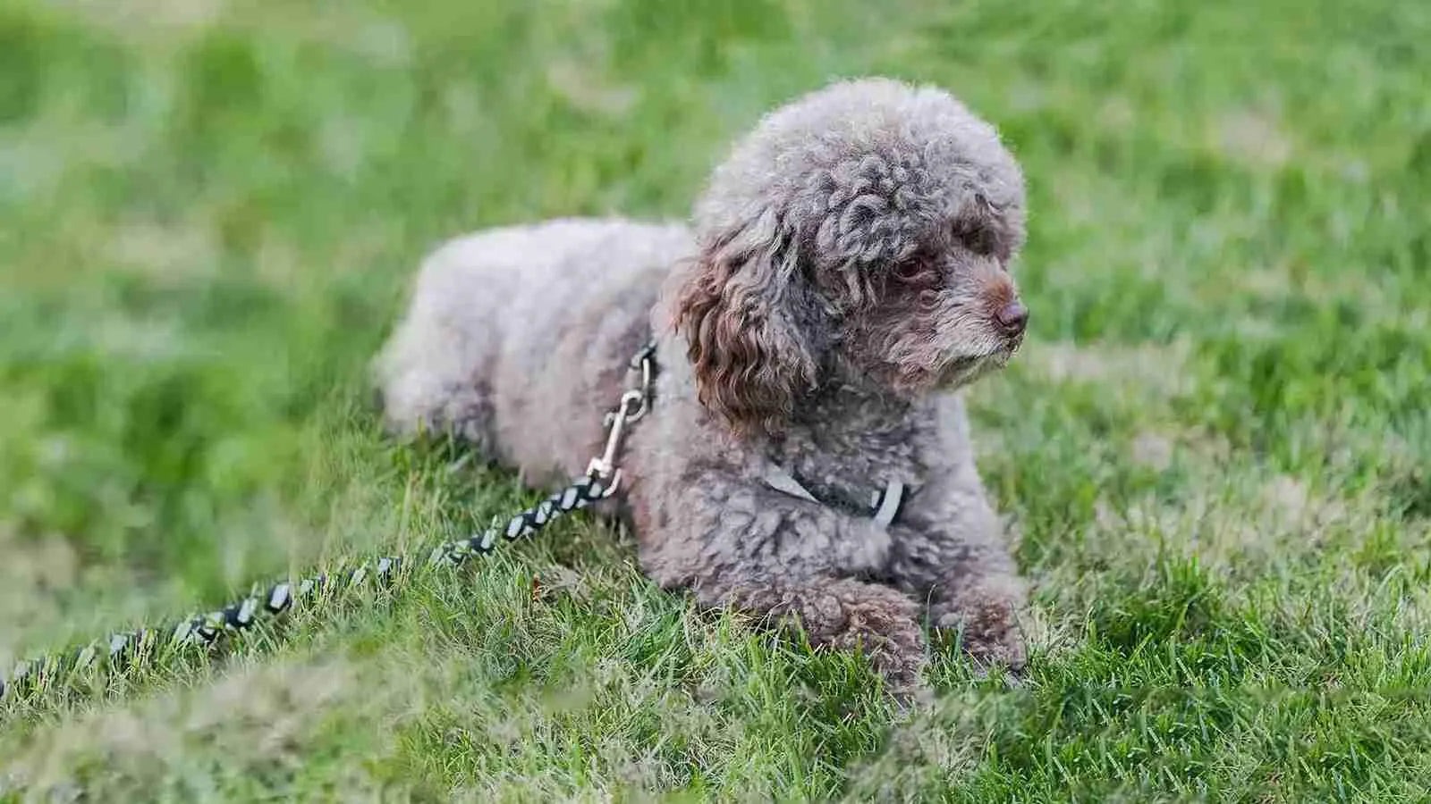 Bichpoo-laying-on-grass