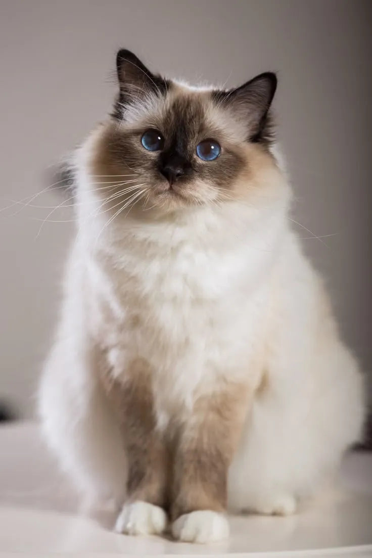 birman-cat-breeder​-sitting-gently