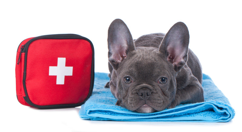 Preparing for the Unexpected: The Dog Owner's Emergency Kit