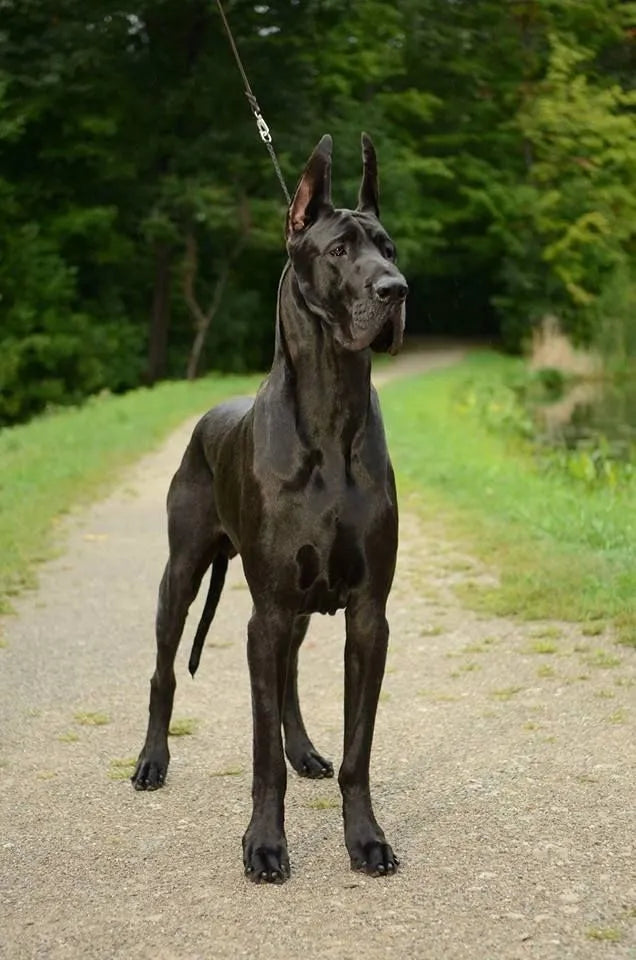 Great Dane dog standing alert outdoors – giant, loyal breed known for gentle temperament, family-friendly nature, and protective instincts