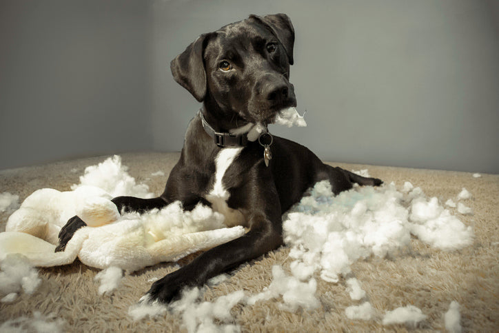 Black dog tears up pillow