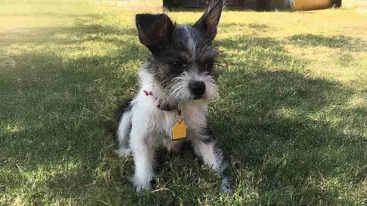 BoShih-sitting-on-grass