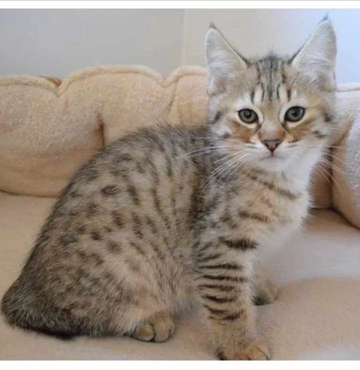 Bobtail-cat-breed-sitting-on-sofa