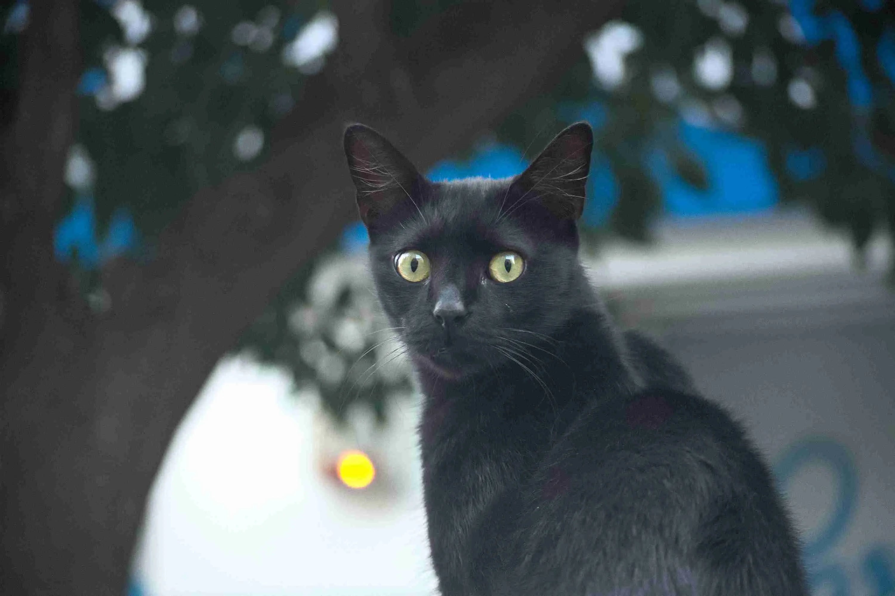 Bombay-Cat-sitting-near-tree
