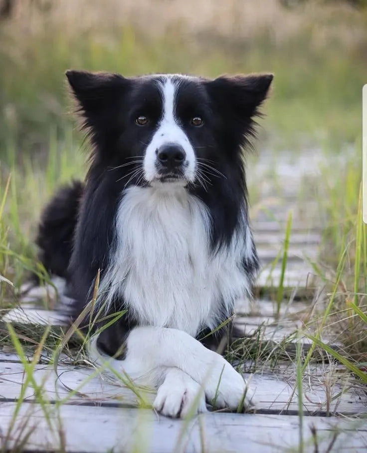 The Border Collie Companion Guide