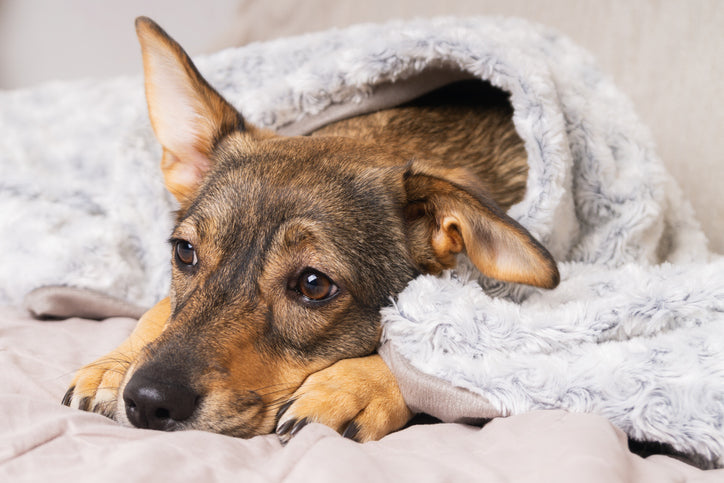 End Dog Boredom: Mental Enrichment & Cognitive Toys Guide