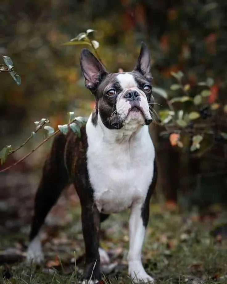 The Boston Terrier Companion Guide