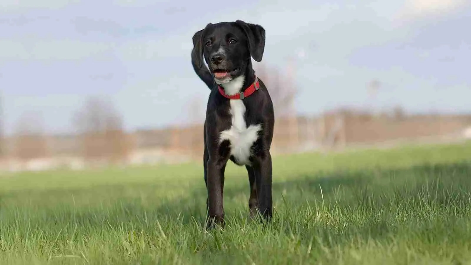 Boxador-standing-on-grass