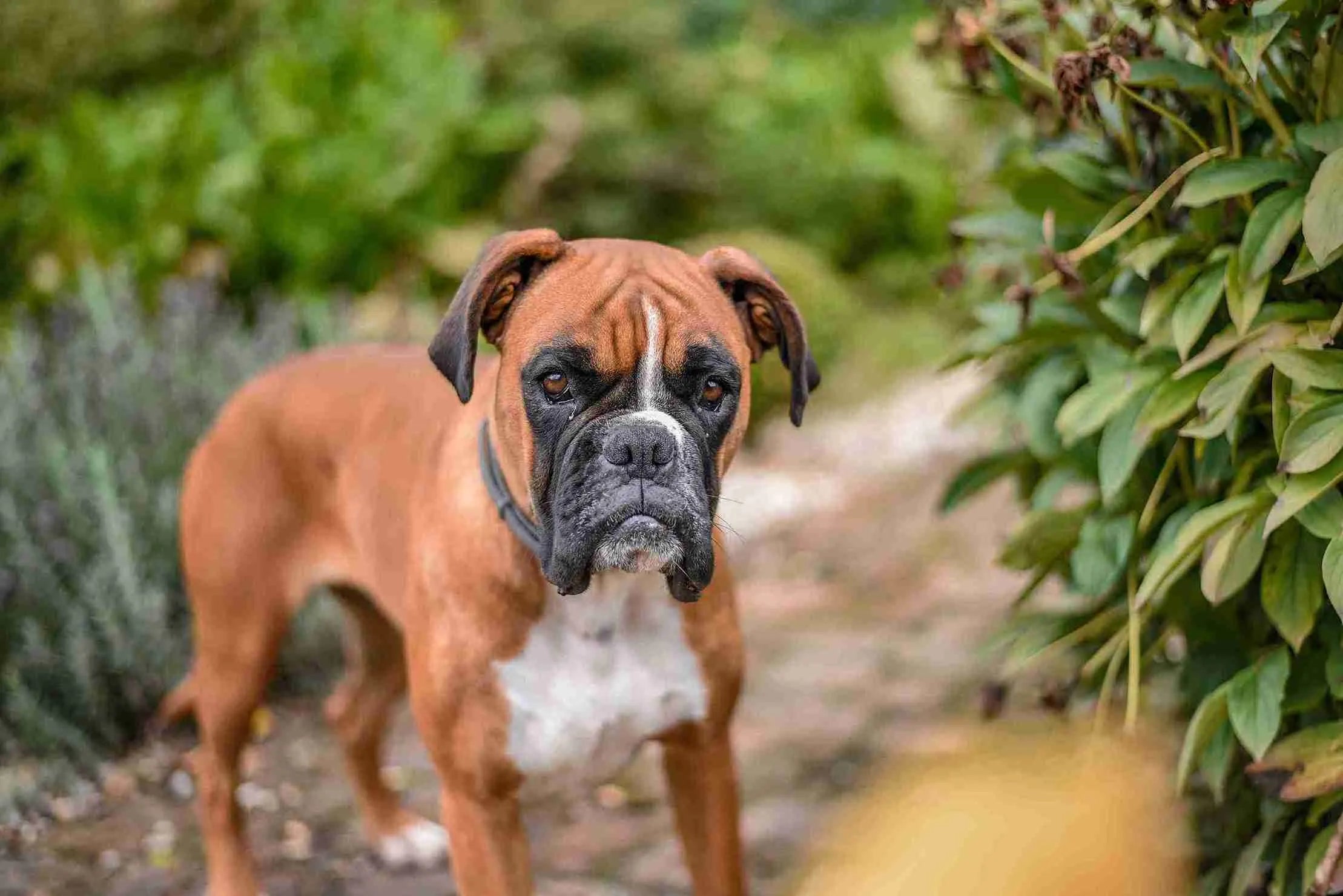 cute-boxer-dog-standing-park