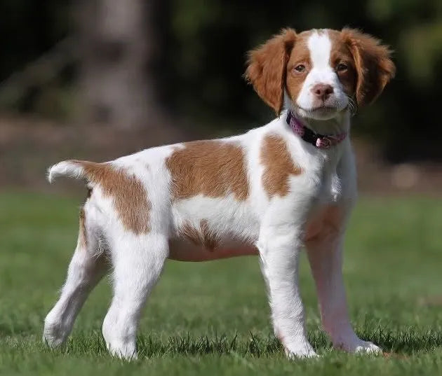 brittany-spaniel-dog​-standing-on-grass