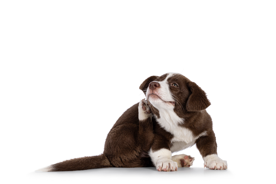 Holistic Dog Allergy Supplements for Itchy Skin | USA-Made Relief | LibertyPaw