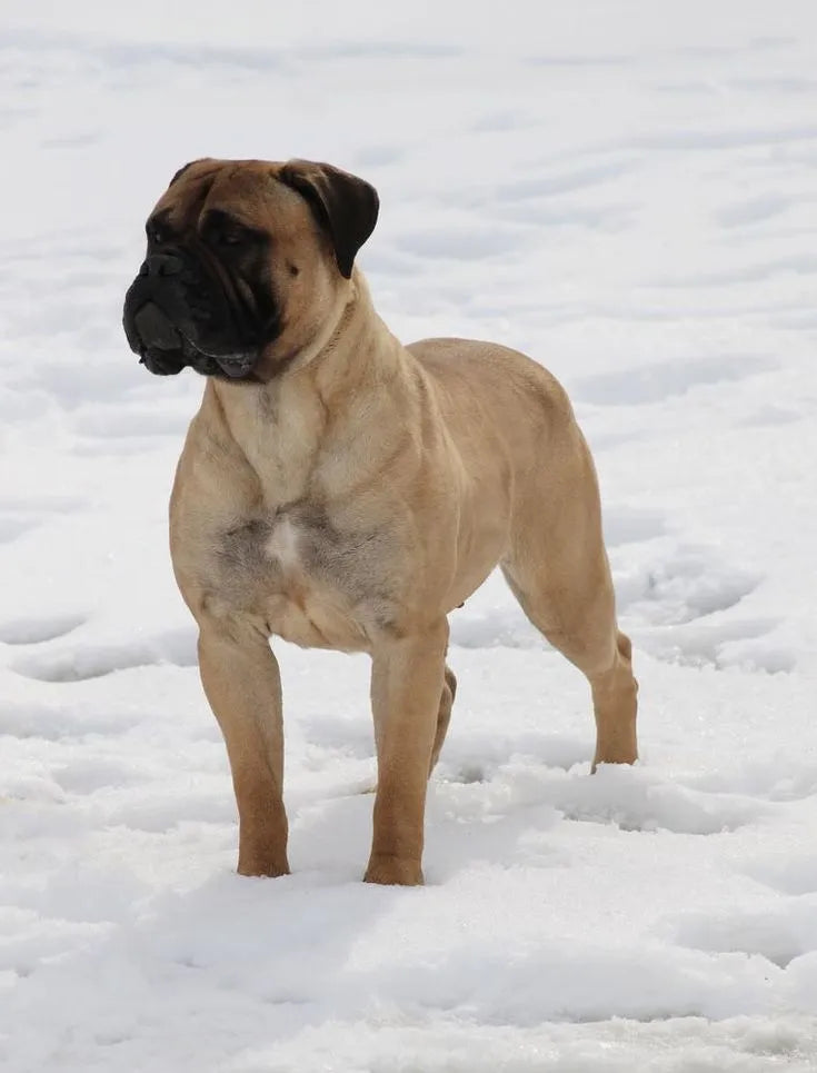 Bullmastiff Dog Standing