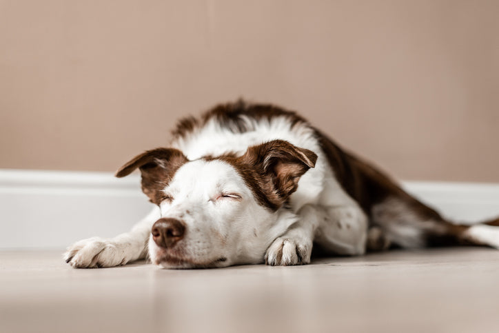 Calm Border Collie lying on floor