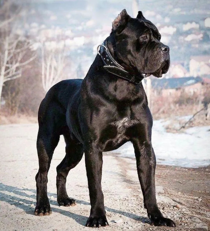 Cane Corso dog standing alert on snow-covered ground – powerful and loyal large breed with strong guarding instincts