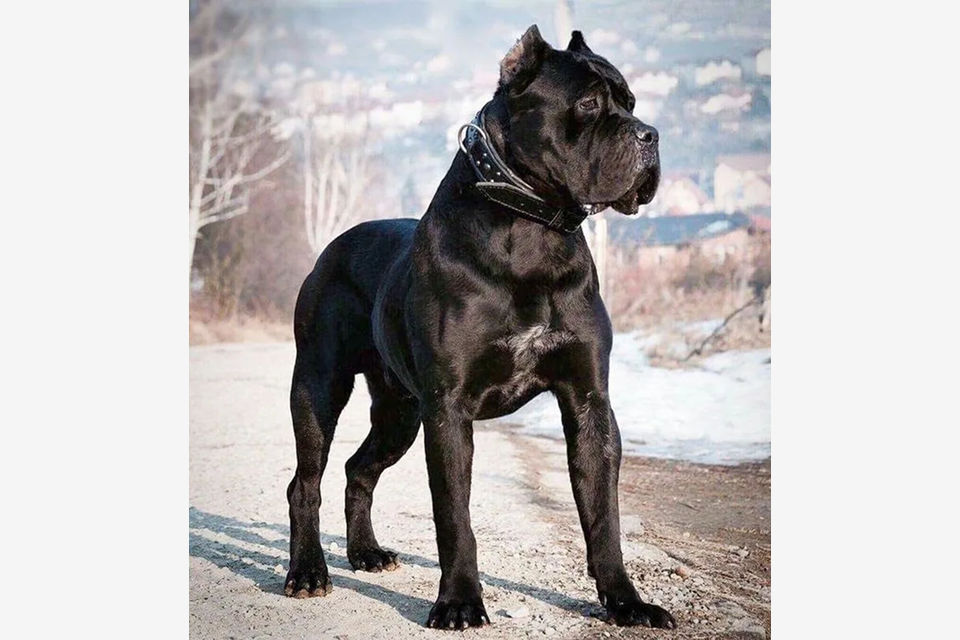 Cane_Corso_dog