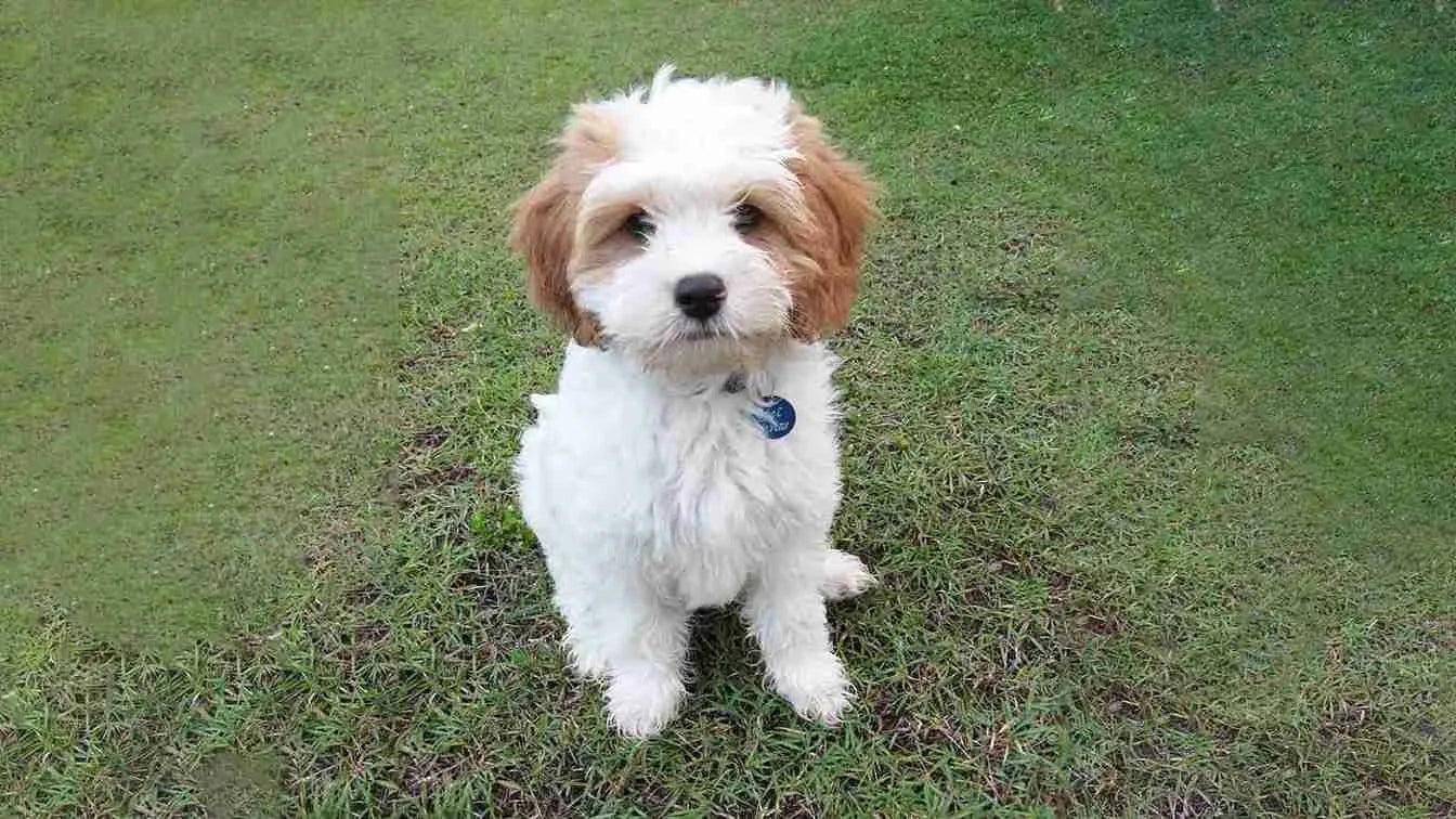 Cavachon-sitting-on-grass